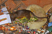 Fossa (Cryptoprocta ferox) feeding on trash Madagascar.