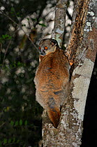 Red-tailed sportive /  Red-tailed Weasel lemur (Lepilemur ruficaudatus) clinging to tree, Kirindy Forest, Madagascar.