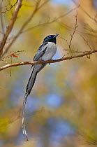 Malagasy paradise flycatcher (Terpsiphone mutata)white phase, male perched on branch, Madagascar.