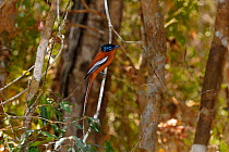 Malagasy paradise flycatcher (Terpsiphone mutata)perched on branch, Madagascar.