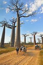 People travelling in cattle carts along sandy road, lined by Baobab trees, Monrondava, Madagascar 2008.