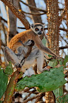 Ring-tailed lemur (Lemur catta) with baby, sitting in forest of spiny cactus, Madagascar.