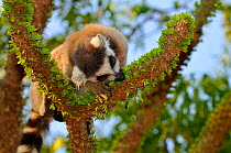 Ring-tailed lemur (Lemur catta) feeding on fresh green leaves on tree, Madagascar