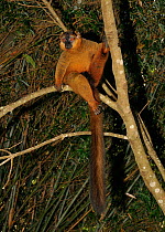 Collared brown lemur (Eulemur fulvus collaris) sitting on forest branch with long tail hanging down,  Madagascar.