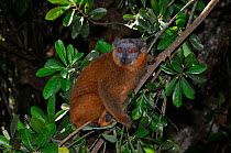 Collared brown lemur (Eulemur fulvus collaris) clinging to forest branch, Madagascar.