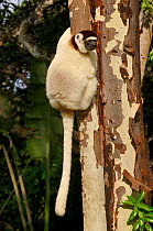Verreaux's sifaka (Propithecus verreauxi) climbing tree, tail hanging down, Madagascar.