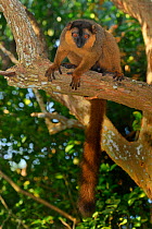 Collared brown lemur (Eulemur fulvus collaris) in tree with tail hanging down, Madagascar.