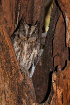 Rainforest / Madagascar Scops Owl (Otus rutilus) looking out from a hole in tree, Madagascar.