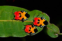 Malagasy sheildbugs (Pentatomidae) three on a green leaf, Madagascar.
