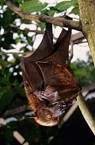 Giant golden-crowned flying fox / Golden capped fruit bat (Acerodon jubatus) hanging from a tree, Luzon, Philippines. Endangered species.