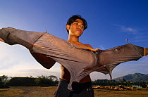 Giant golden-crowned flying fox / Golden capped fruit bat (Acerodon jubatus) wings being held out by man, Luzon, Philippines. Endangered species.