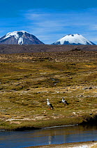 Andean goose (Chloephaga melanoptera) two standing with mountains in background, near El Paso Las Viscachas, 4450 m. Bolivian Altiplano.