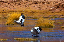 Andean goose (Chloephaga melanoptera) landing on water, near El Paso Las Viscachas, 4450 m. Bolivian Altiplano.