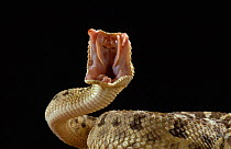 Desert horned viper (Cerastes cerastes) with mouth wide about to strike, Captive, from Morocco