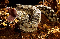 Desert horned viper (Cerastes cerastes) with mouth wide about to strike, Captive, from Morocco
