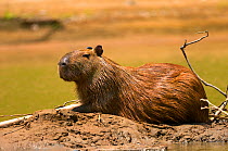 Cabiai / capybara (Hydrochoerus hydrochaeris) sitting on a muddy river bank, Yapacaní River, Bolivia.