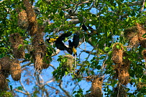 Yellow-rumped cacique (Cacicus cela) two flying to nests, River Yapaquari, Bolivia.