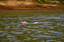 Bolivian pink river dolphin (Inia geoffrensis  boliviensis) two swimming, River Yapacani, Bolivia.