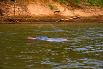Bolivian pink river dolphin (Inia geoffrensis  boliviensis) swimming, River Yapacani, Bolivia.