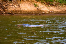 Bolivian pink river dolphin (Inia geoffrensis  boliviensis) swimming, River Yapacani, Bolivia.