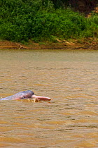 Bolivian pink river dolphin (Inia geoffrensis boliviensis) swimming, River Yapacani, Bolivia.
