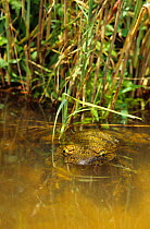 Goliath frog (Conraua goliath) resting in water, Cameroon.