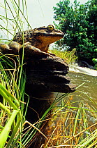 Goliath frog (Conraua goliath) sitting on rock on side of river bank, Cameroon.