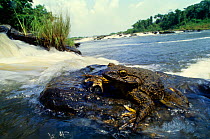 Goliath frog (Conraua goliath) sitting on rock in fast flowing river, Cameroon.