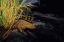 Goliath frog (Conraua goliath) sitting on rock on edge of river at night, Cameroon.