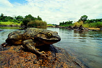 Goliath frog (Conraua goliath) sitting on rock on side of river, Cameroon.