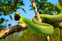 Green tree snake (Phyllodryas viridissima) on a branch about to stike, Bolivian Amazonia, controlled conditions