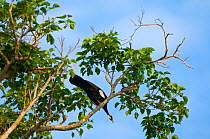 Blue-throated piping guan (Pipile pipile) perched in tree, Bolivian Amazona, critically endangered species