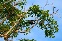 Blue-throated piping guan (Pipile pipile) perched in tree, Bolivian Amazona. Critically endangered species
