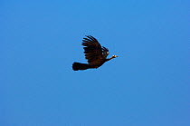 Blue-throated piping guan (Pipile pipile) in flight, Bolivian Amazona. Critically endangered species
