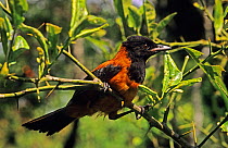 Hooded pitohui (Pitohui dichrous) perched in tree, poisonous bird, Papua-New-Guinea.