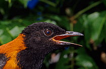 Hooded pitohui (Pitohui dichrous) head portrait, poisonous bird, Papua-New-Guinea.