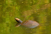 South american river / Arrau turtle (Podocnemis expansa) swimming, River Yapacani, Bolivian Amazona.