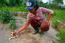 Chiquitana woman collecting eggs of the South american river / Arrau turtle (Podocnemis expansa) River Yapakani, Bolivian Amazona.