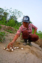 Chiquitana woman collecting eggs of South american river / Arrau turtle (Podocnemis expansa) Rio Yapakani, Bolivian Amazona.