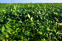 Soybean (Glycine max) field planted in deforested area, Bolivian Amazonia, October 2011.