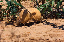 Southern three-banded armadillo (Tolypeutes matacus) Gran Chaco, Bolivia.
