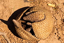 Southern three-banded armadillo (Tolypeutes matacus) curled up on ground, Gran Chaco, Bolivia.