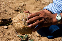 Man holding a curled up Southern three-banded armadillo (Tolypeutes matacus) Gran Chaco. Bolivia.