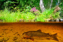 Brown trout (Salmo trutta) resting on river bed near the Aigas Field Studies Centre, Inverness-shire, Scotland, July