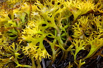 Carragheen / Irish moss seaweed (Chondrus crispus) exposed at low tide, Isle of Skye, Hebrides, Scotland, August