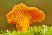 Chanterelle fungi (Cantharellus cibarius) showing gills on underside, Inverness-shire, Scotland, August