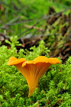 Chanterelle fungi (Cantharellus cibarius) growing in coniferous forest,  Inverness-shire, Scotland, August