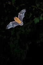 Common / Bandit pipistrelle bat (Pipistrellus pipistrellus) hunting at twilight, Berwickshire, Scotland, August