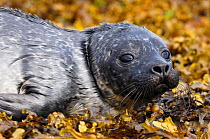 Common seal (Phoca vitulina) pup on exposed rocks at low tide, Isle of Skye, Inner Hebrides, Scotland, July