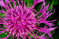 Greater knapweed (Centaurea scabiosa) close-up of part of flower head, Caithness, Scotland, June